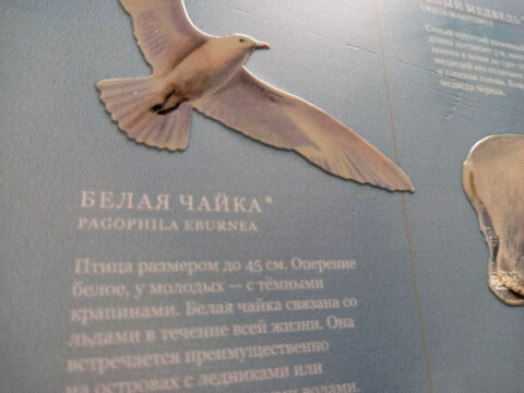 Image Not Found On Media Library