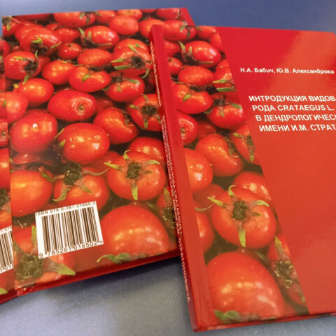 Image Not Found On Media Library